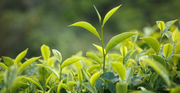 Grüner Tee closeup - Teepflanze camellia sinensis