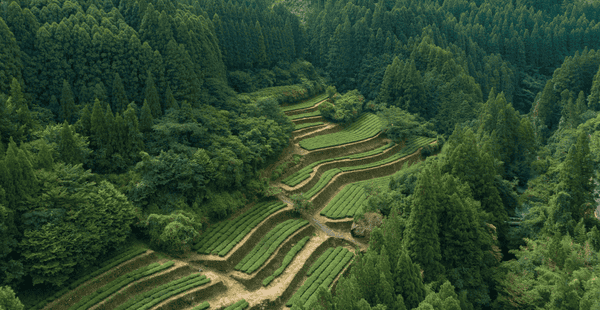 Grüner Tee Plantage in Japan