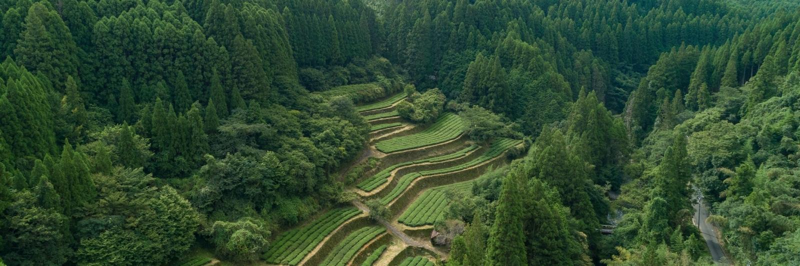 Grüner Tee Plantage in Japan