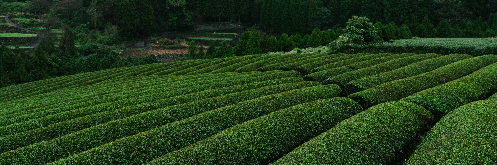 Grüntee Plantage in Ureshino, Japan