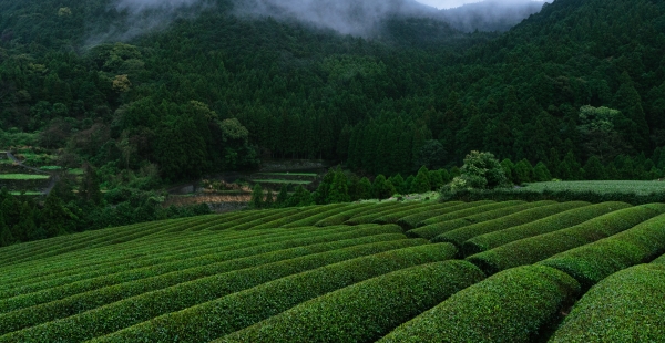 Grüntee Plantage in Ureshino, Japan