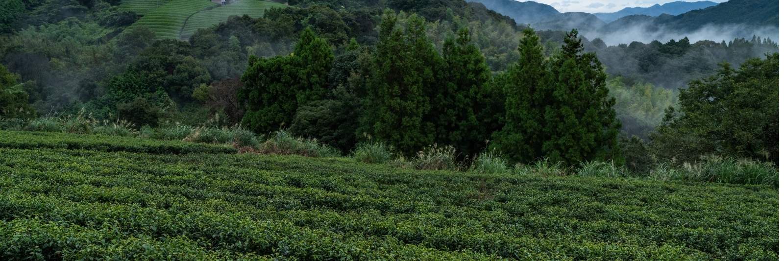 Tee-Plantage in Shizuoka
