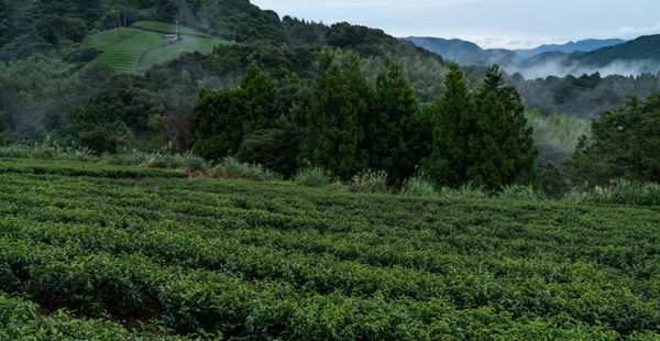 Tee-Plantage in Shizuoka